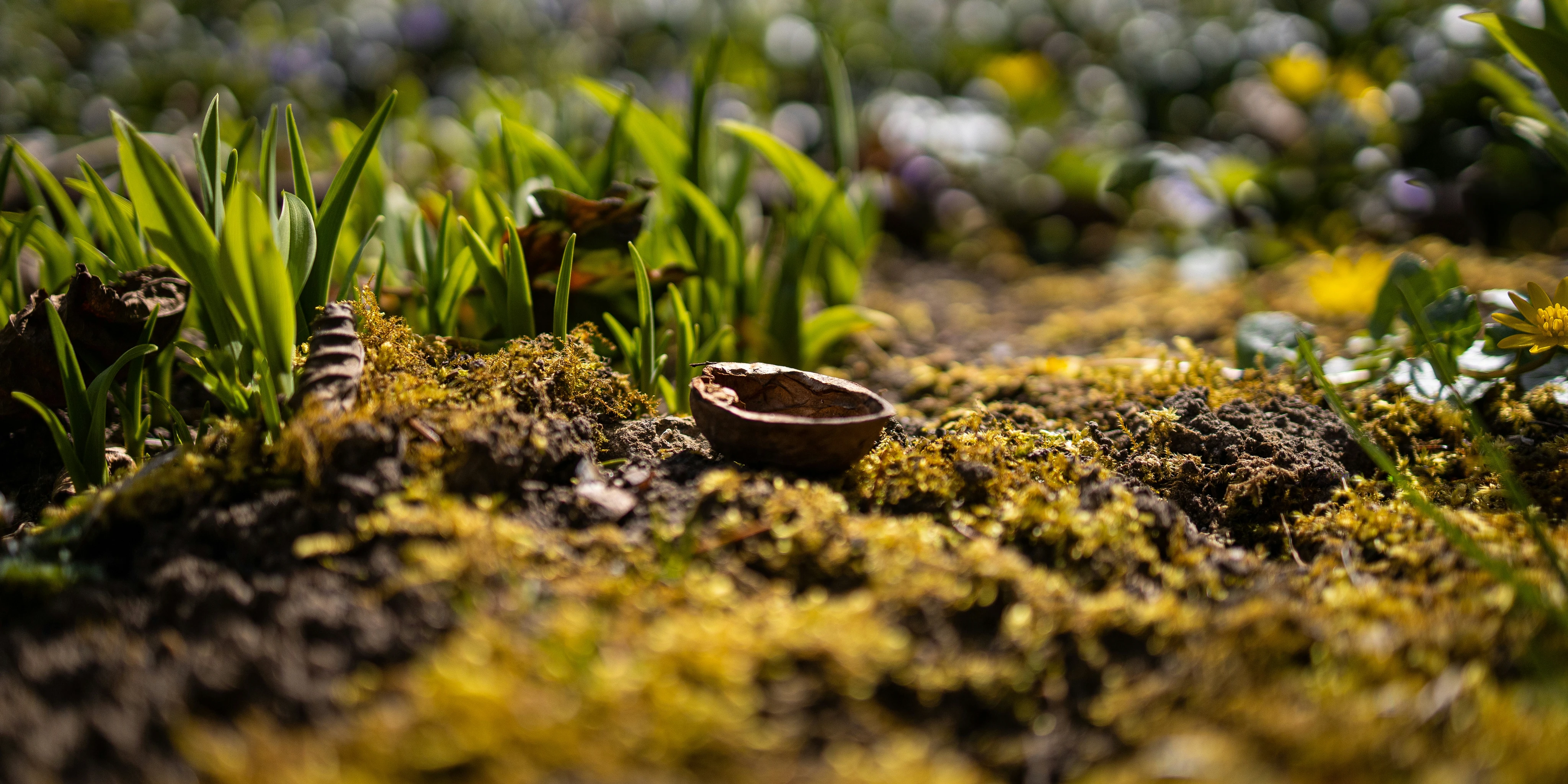 Beitragsbild zu Pflanzliche Therapie – sanfte Unterstützung für Ihr Tier