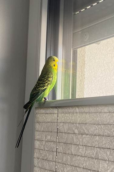 Wellensittich Schnucki